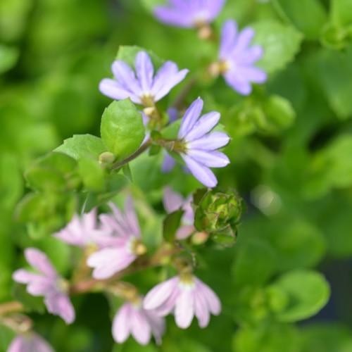 Scaevola Humilis ‘PFS100’ Purple Fusion™ (Purple Fusion Fan Flower)