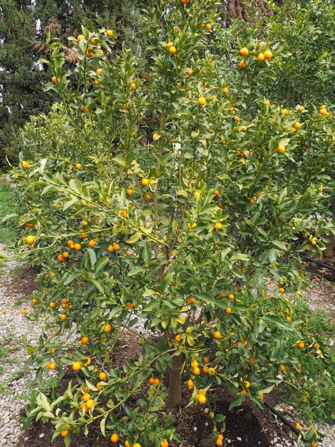 Citrus Japonica ‘Meiwa’ (Dwarf Meiwa Kumquat)