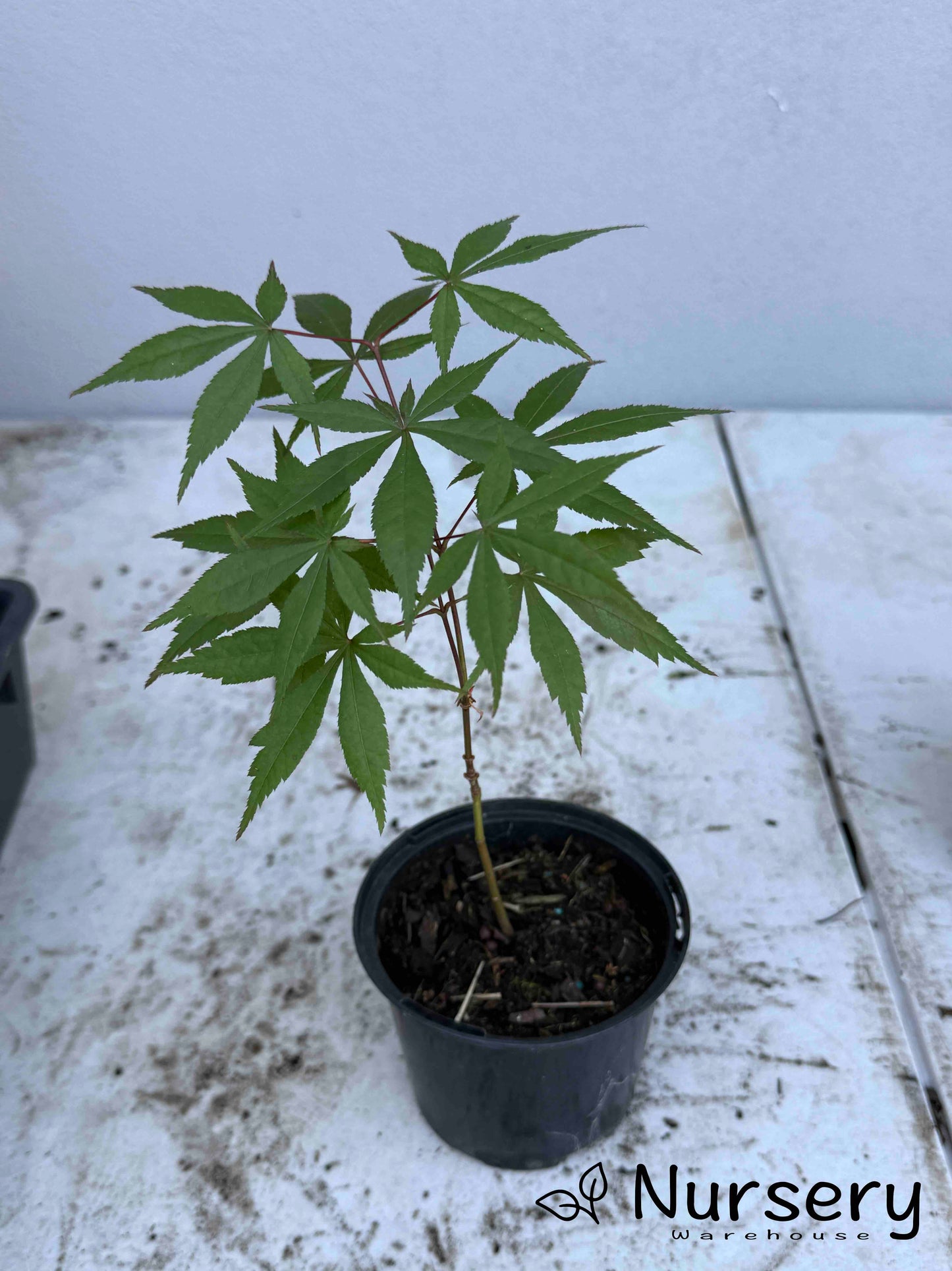 Acer Palmatum 'Bloodgood Japanese Maple Seedling'