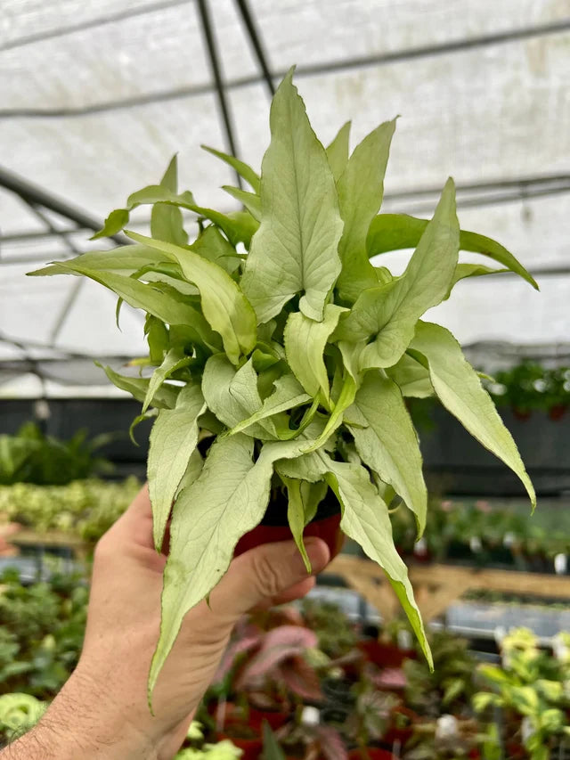 Syngonium ‘Silver Fox’ – Silver Fox