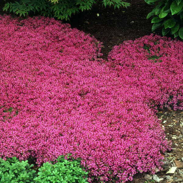 Thyme – Creeping | Thymus coccineus
