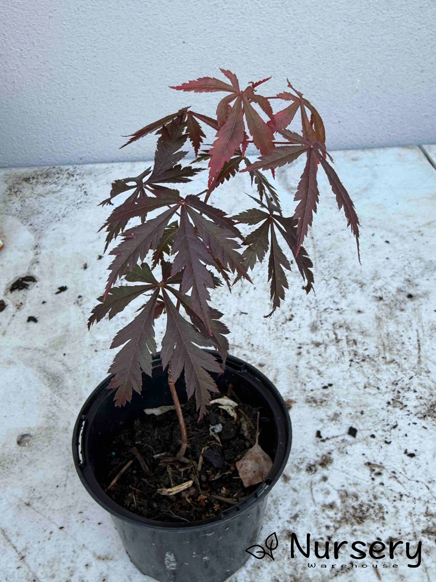 Acer Palmatum 'Oshu Shidare Japanese Maple Seedling'