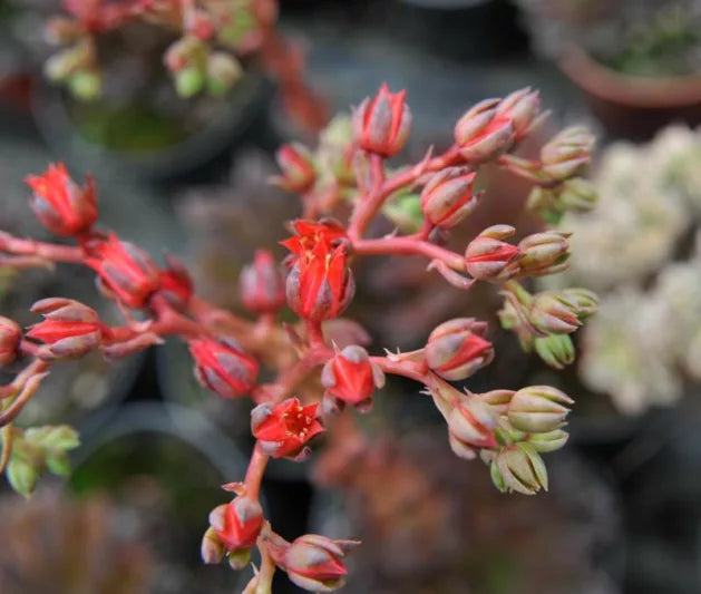 Echeveria Black Prince