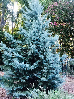 Cupressus glabra 'Blue Ice' (Blue Ice Arizona Cypress)
