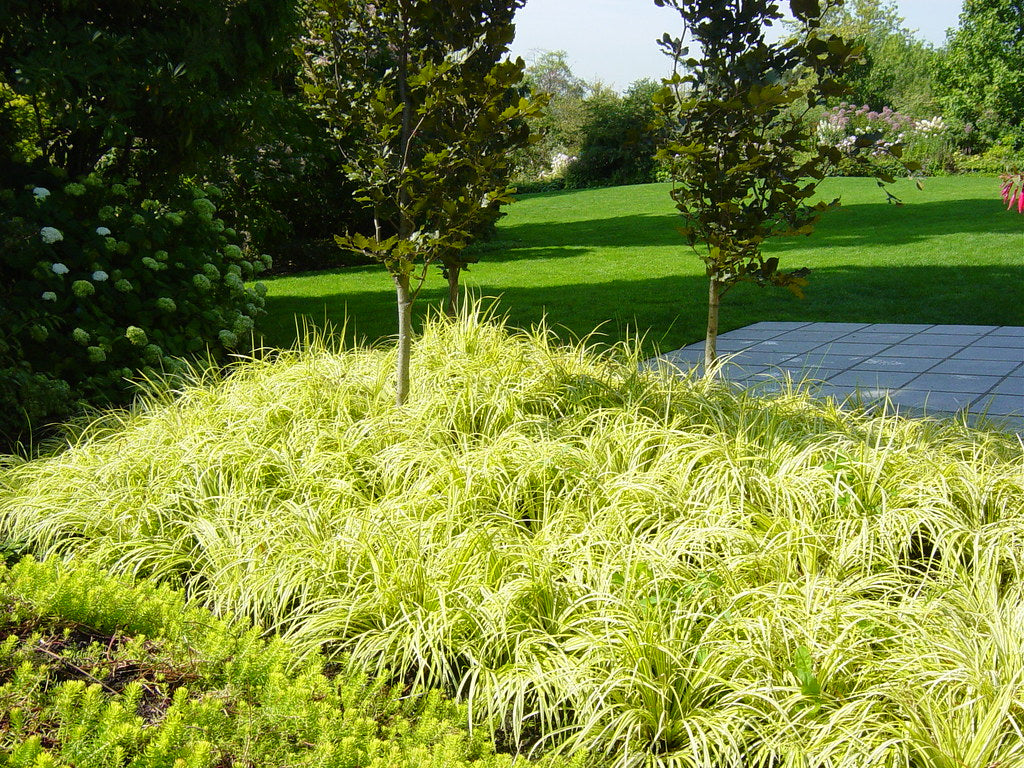 Acorus Gramineus 'Ogon' (Ogon Sweet Flag)