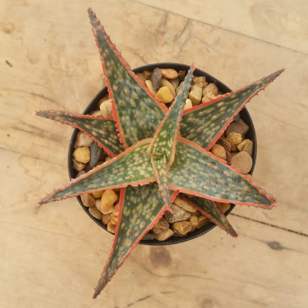 Aloe ‘Christmas Cracker’ (Aloe)