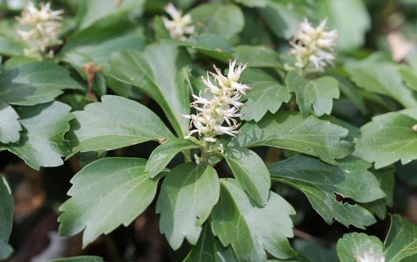 Pachysandra Terminalis (Japanese Spurge)