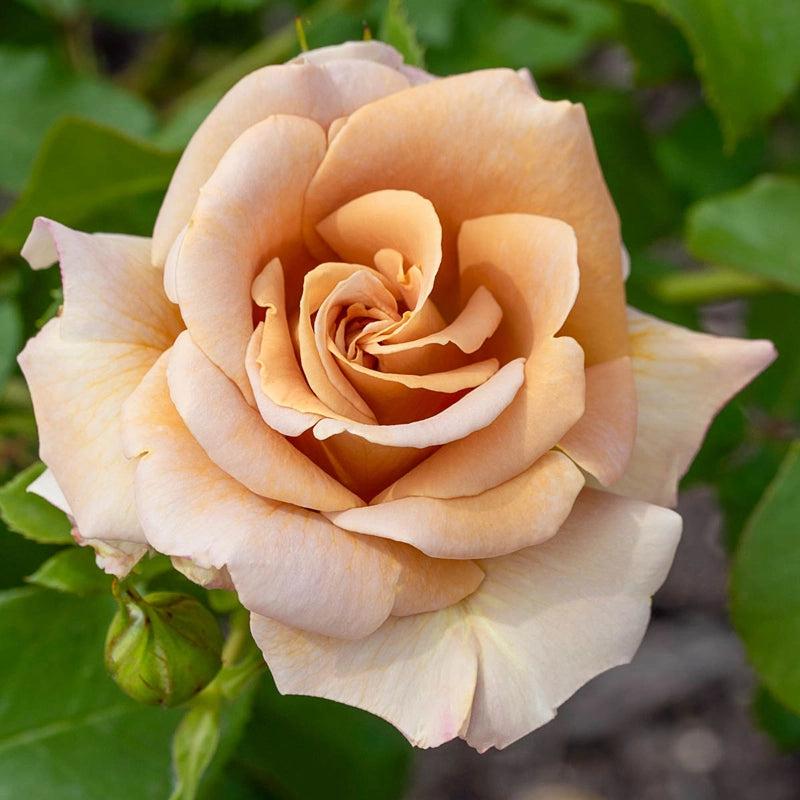 Rosa 'Honey Dijon' (Honey Dijon Grandiflora Rose)
