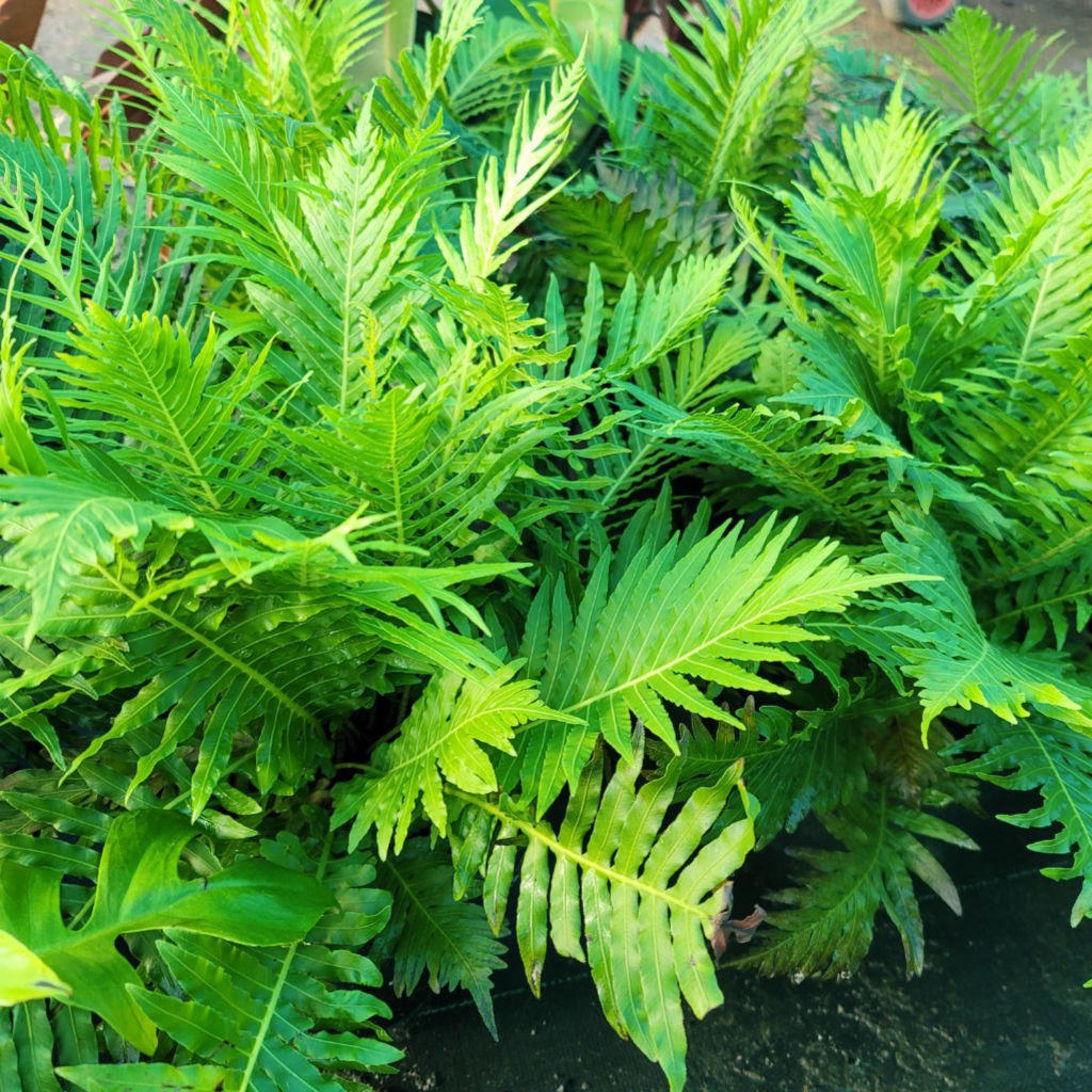 Blechnum Gibbum (Silver Lady Fern)