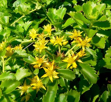 Sedum Selskianum 'Goldilocks' (Goldilocks Stonecrop)