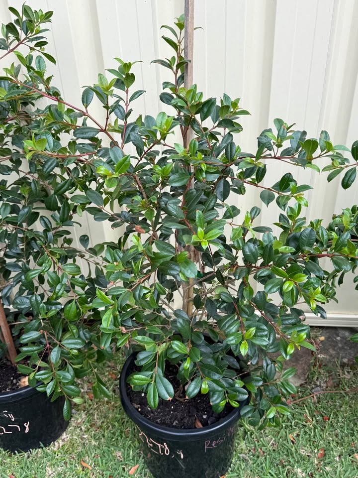 Syzygium Resilience (Lilly Pilly Resilience) CLEARANCE