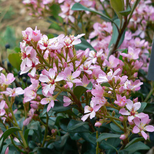 Rhaphiolepis indica 'Ballerina' (Ballerina Indian Hawthorn)
