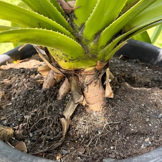 Pandanus Pedunculatus (Beach Pandanus) CLEARANCE