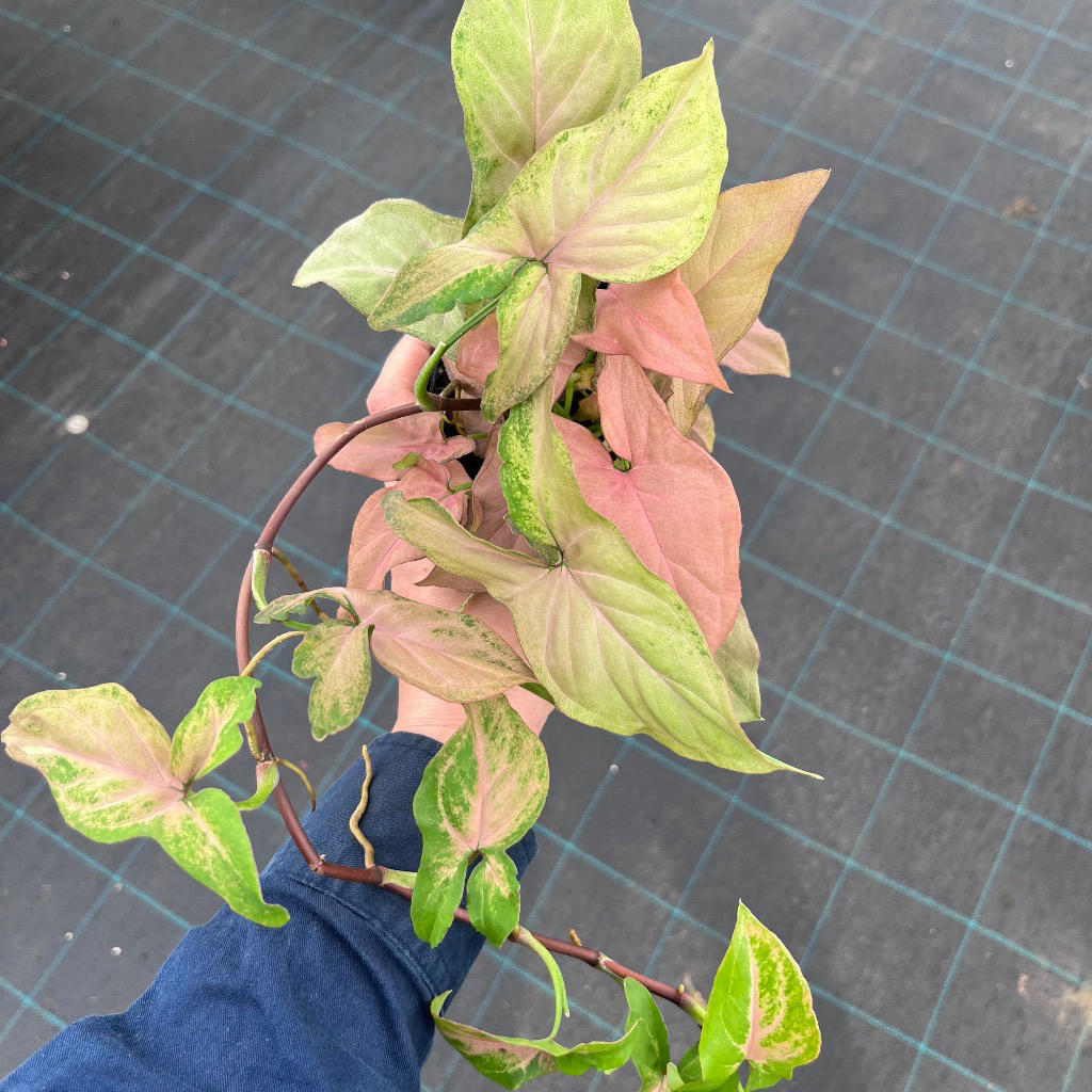 Syngonium Podophyllum ‘Pink’ (Pink Arrowhead Plant) - Hanging Basket