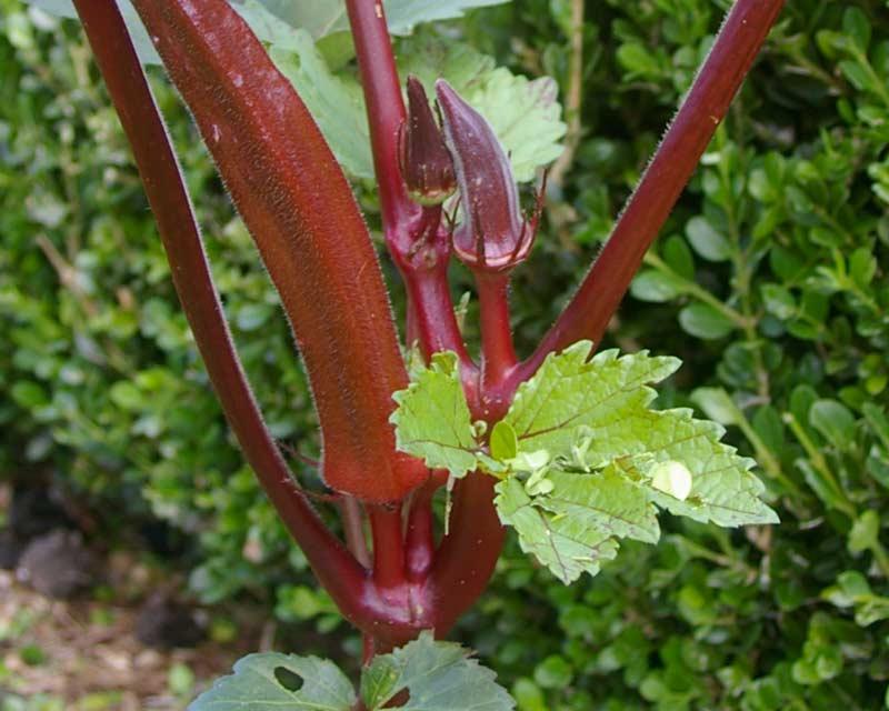Abelmoschus Esculentus (Red Okra)