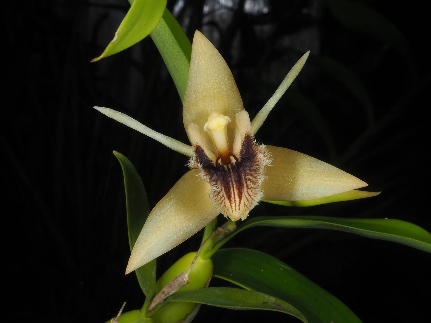 Coelogyne ovalis