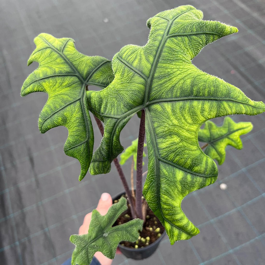 Alocasia 'Jacklyn' (Jacklyn Alocasia)
