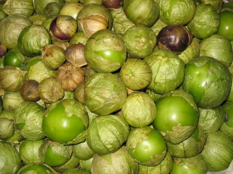 Physalis ixocarpa (Tomatillo)