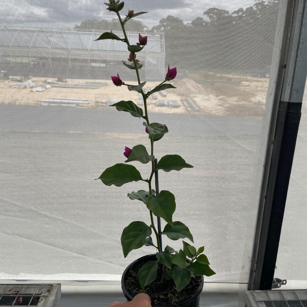 Bougainvillea Glabra (Gloucester Royal)