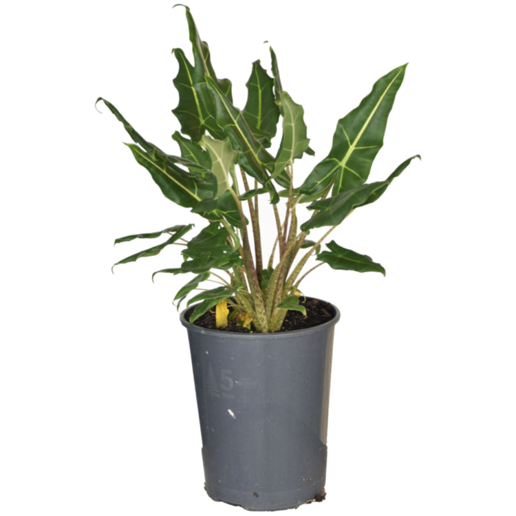 Alocasia zebrina 'Sarian' (Upright Elephant Ear)