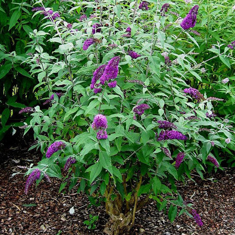 Buddleja davidii 'Wattlebird' (Butterfly Bush)