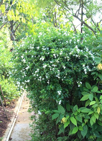White Sky Flower – Hardy Evergreen Shrub