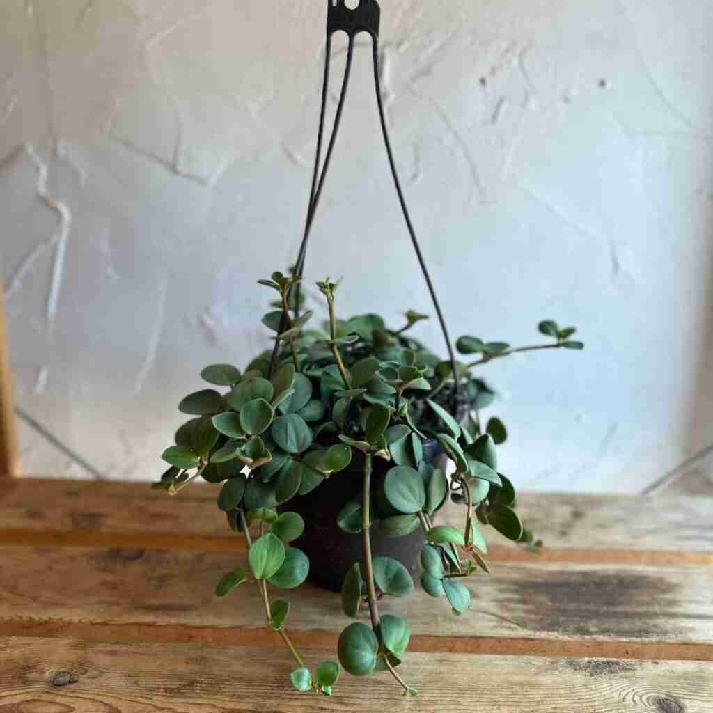 Peperomia ‘Hope’ (Hope Peperomia Hanging Basket)