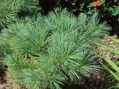 Pinus strobus ‘Macopin’ – Eastern White Pine
