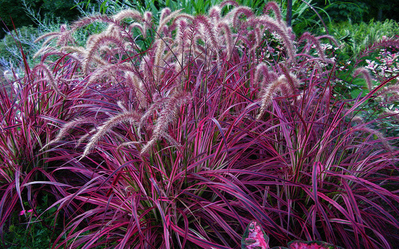 Pennisetum Rubrum Dwarf (Dwarf Red Fountain Grass)