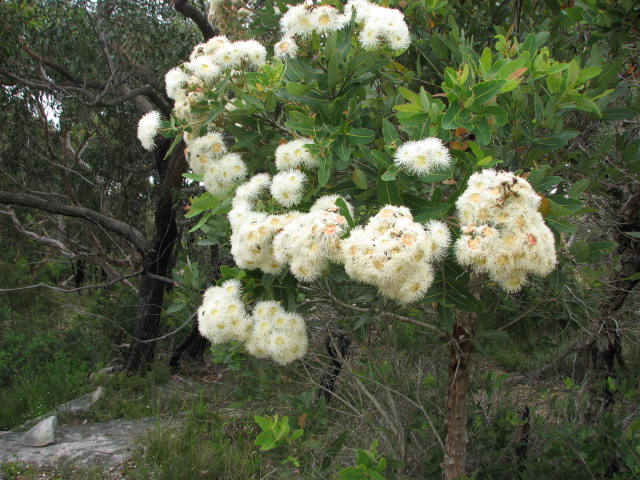 Angophora Hispida (Dwarf Apple)