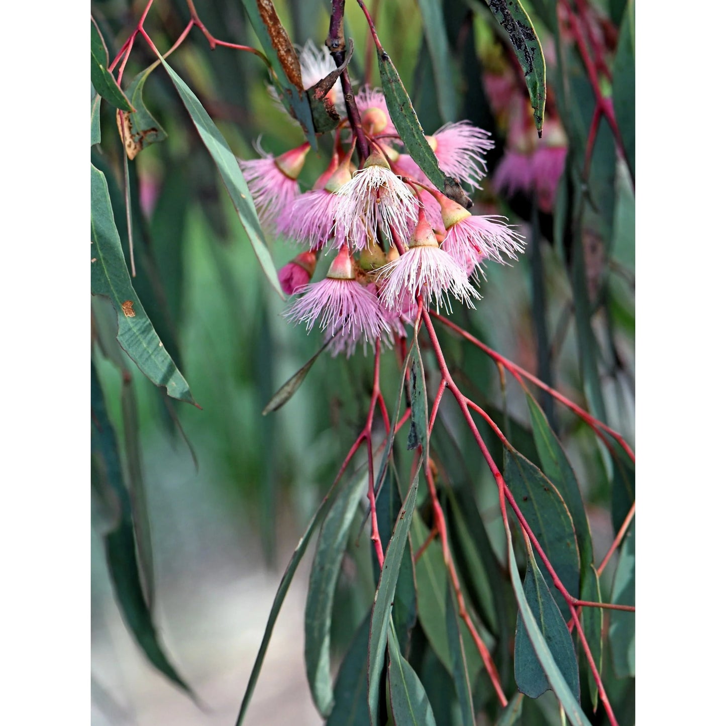 Eucalyptus Sideroxylon ‘Rosea’