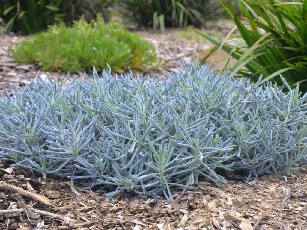 Curio ‘Trident Blue’ (Trident Blue Chalksticks)