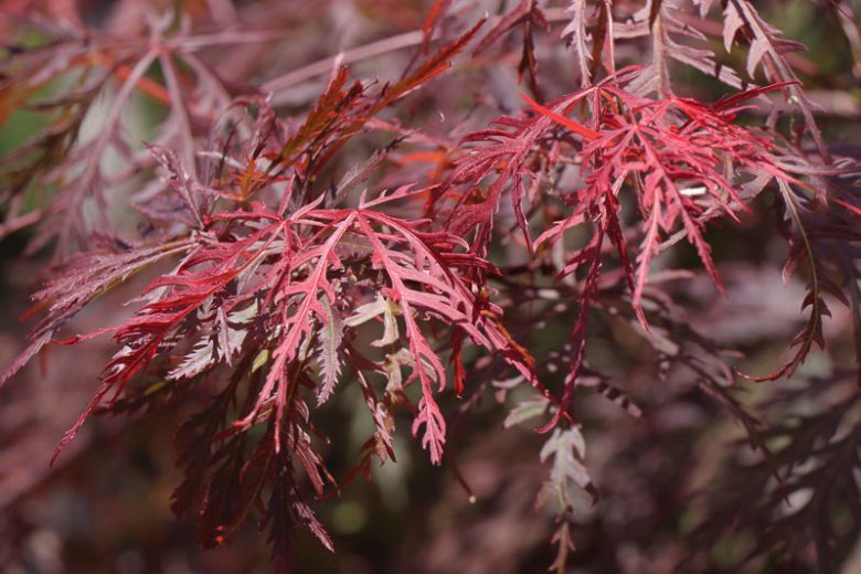 Acer Palmatum ‘Takinyama’ (weeping)