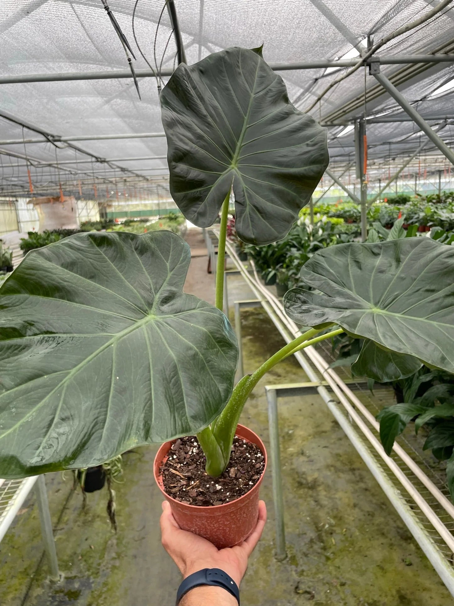 Alocasia Odora × Alocasia Reginula ‘Regal Shields’ (Regal Shields Elephant Ear)