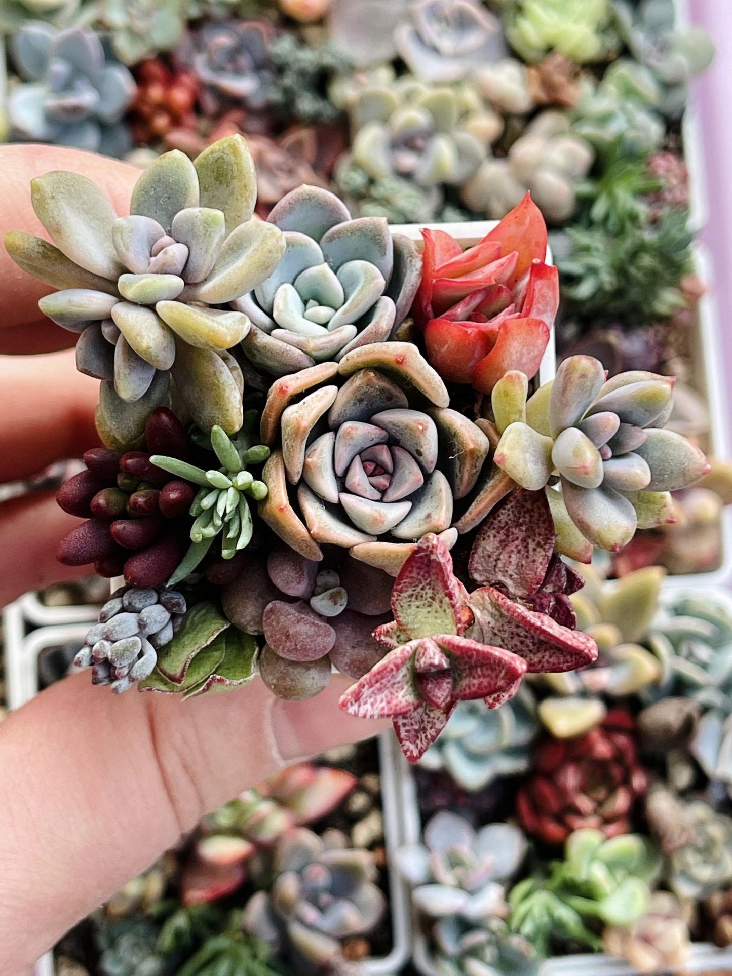 Succulents Assorted (Mixed Succulent Collection)