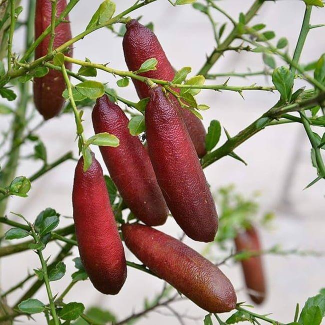 Citrus Australasica ‘Red Champagne’ (Red Champagne Finger Lime)