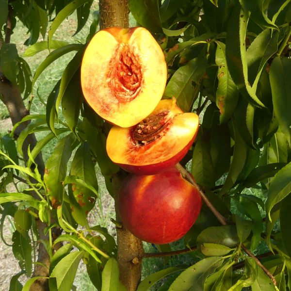 Nectarine 'Fantasia' (Nectarine Fantasia)