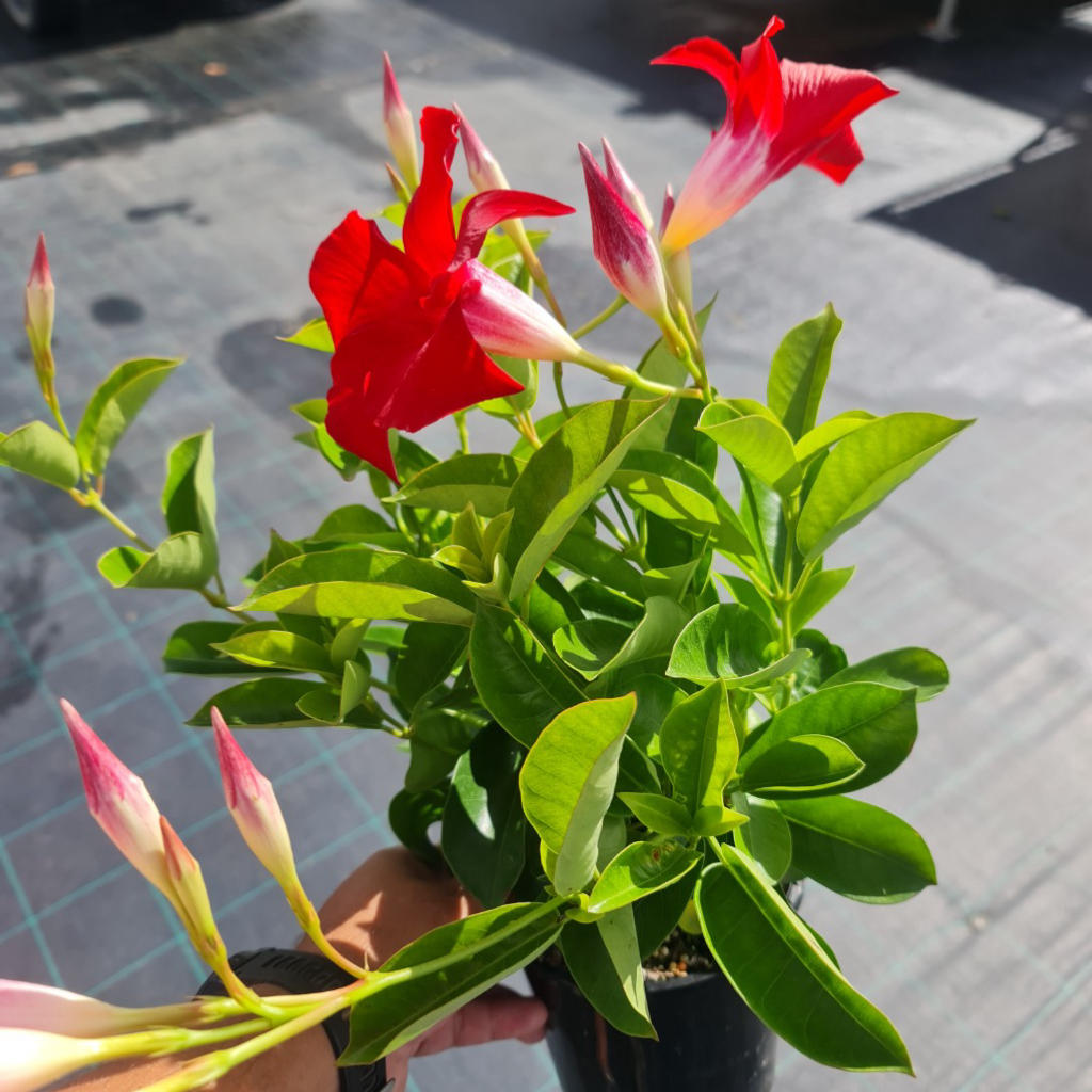Mandevilla Sun Parasol® ‘Classic Crimson Fantasy’