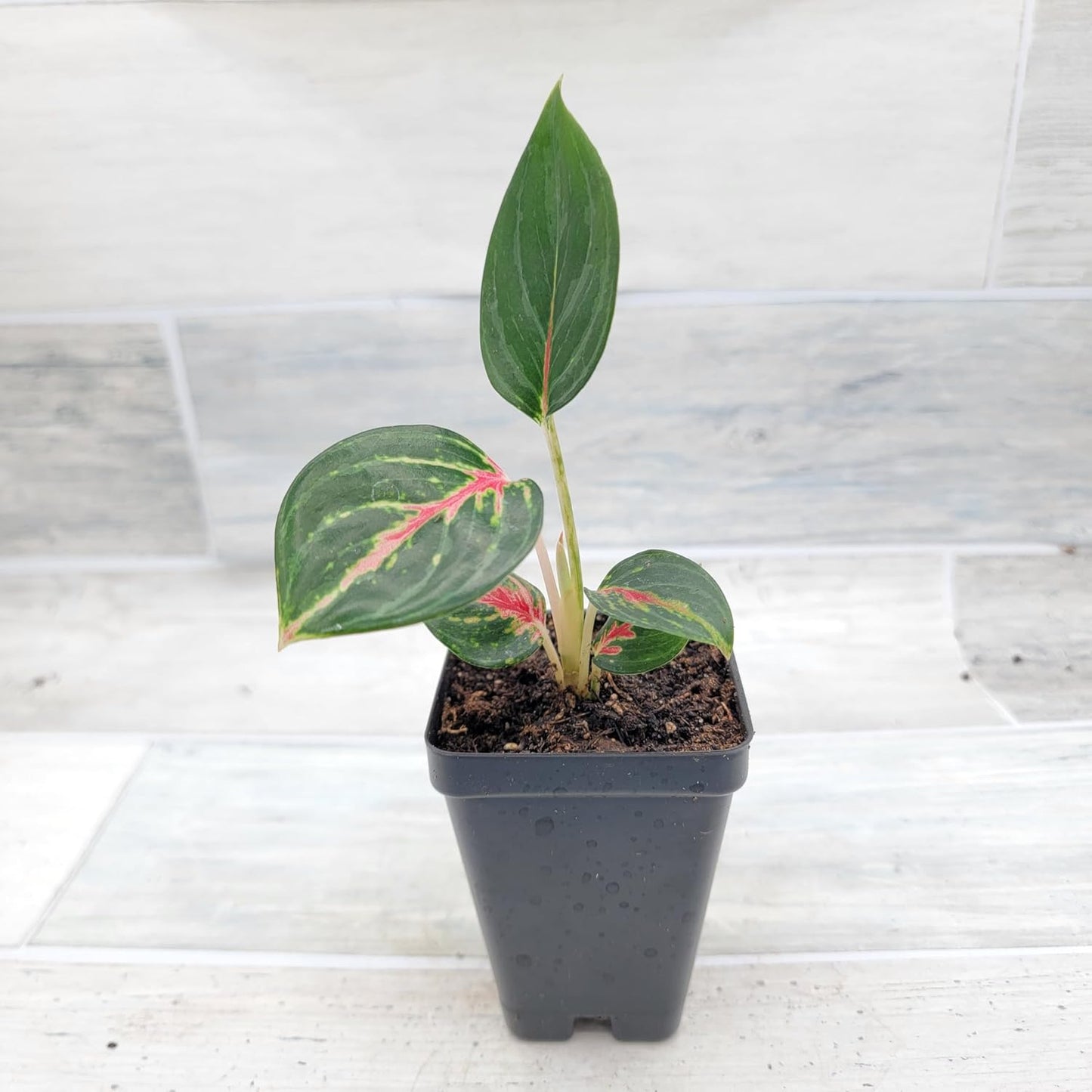 Aglaonema ‘Ammaj Jareon’ (Chinese Evergreen)