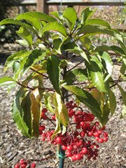Ardisia crenata (Hen’s Eyes)