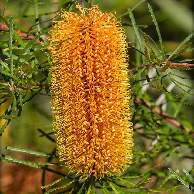 Banksia Spinulosa ‘Bold And Gold’ (Hairpin Banksia)