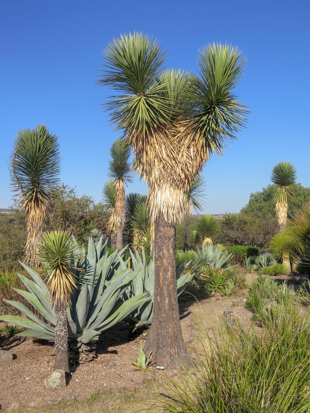Yucca Filifera (Evergreen Yucca Tree/Succulent)