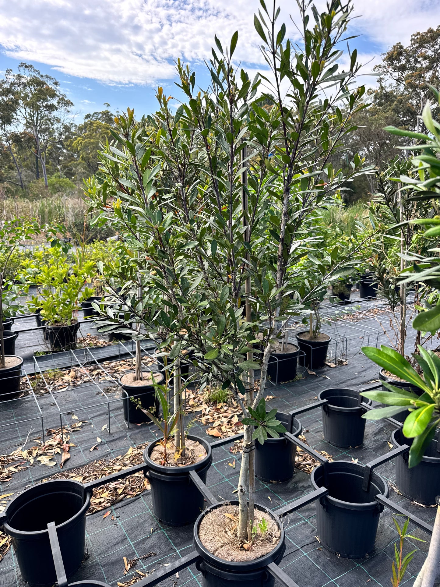Tristaniopsis Laurina (Water Gum)