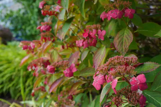 Hydrangea macrophylla ‘Tokyo Delight’ – White Hydrangea