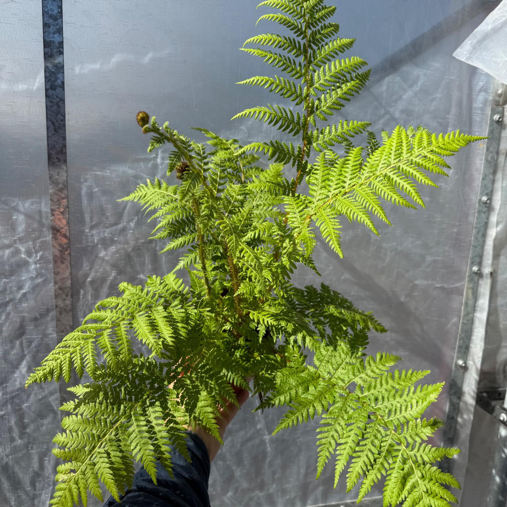 Cyathea Cooperi (Australian Tree Fern)
