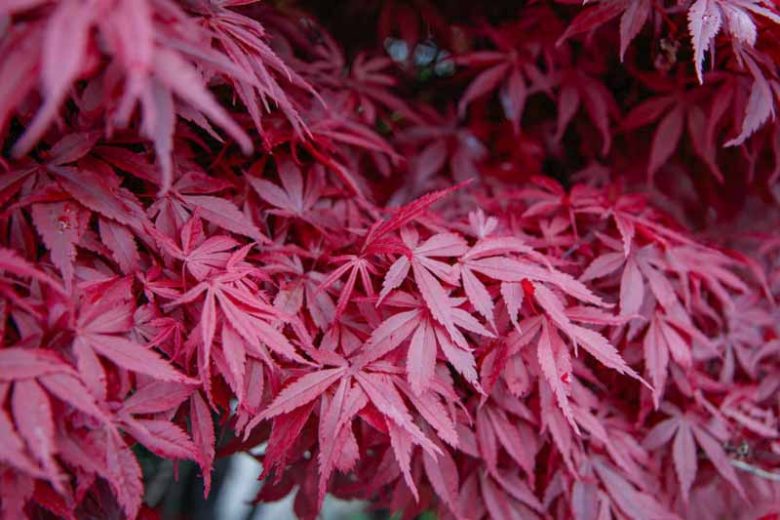 Acer Palmatum 'Atropurpureum' (upright)