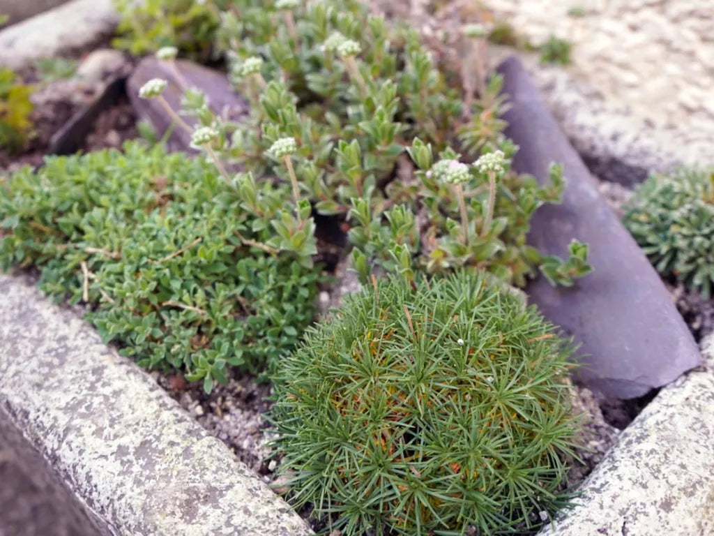 Alpine Plant