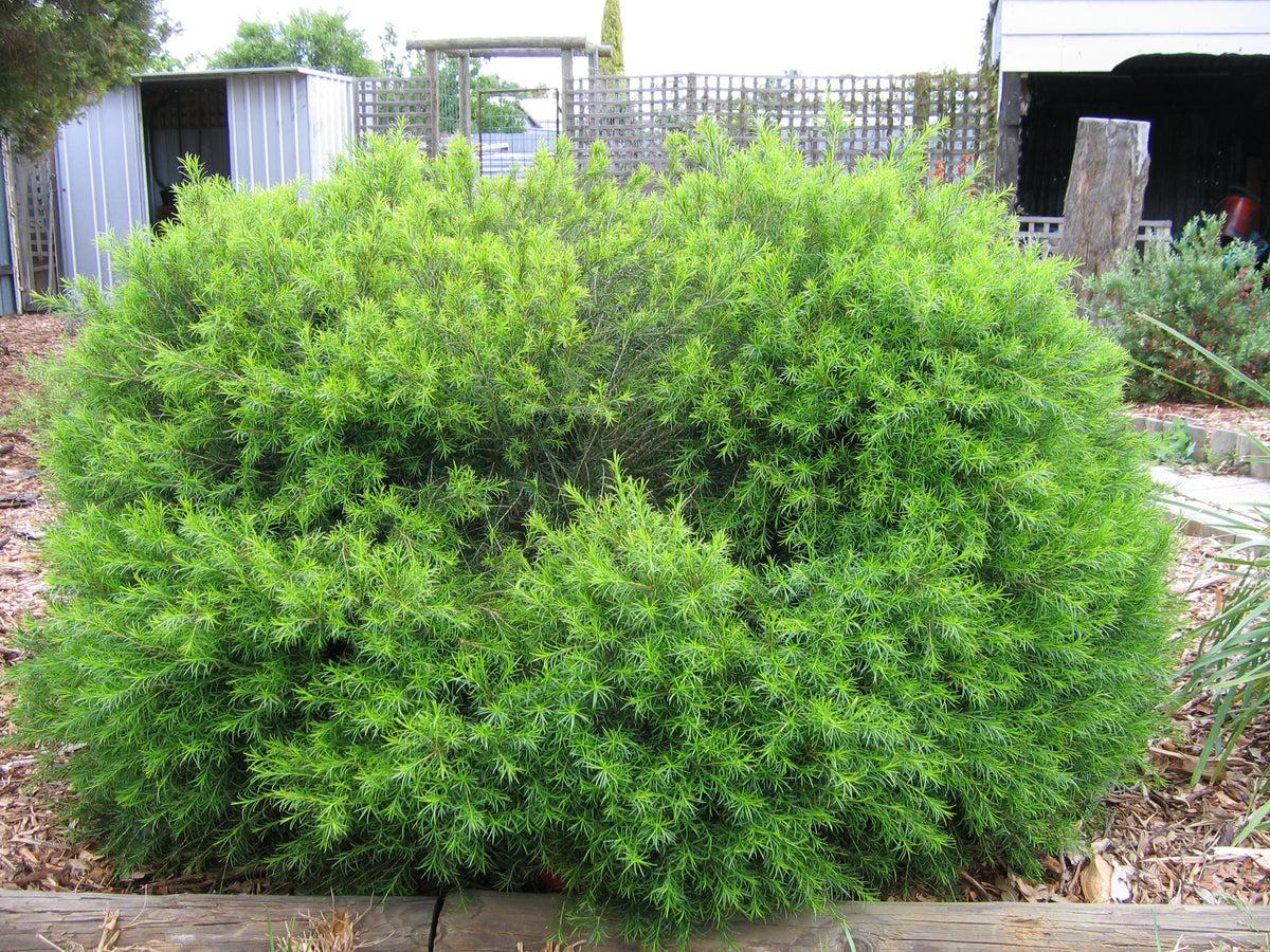 Melaleuca Armillaris 'Green Globe' (Green Globe Honey Myrtle)