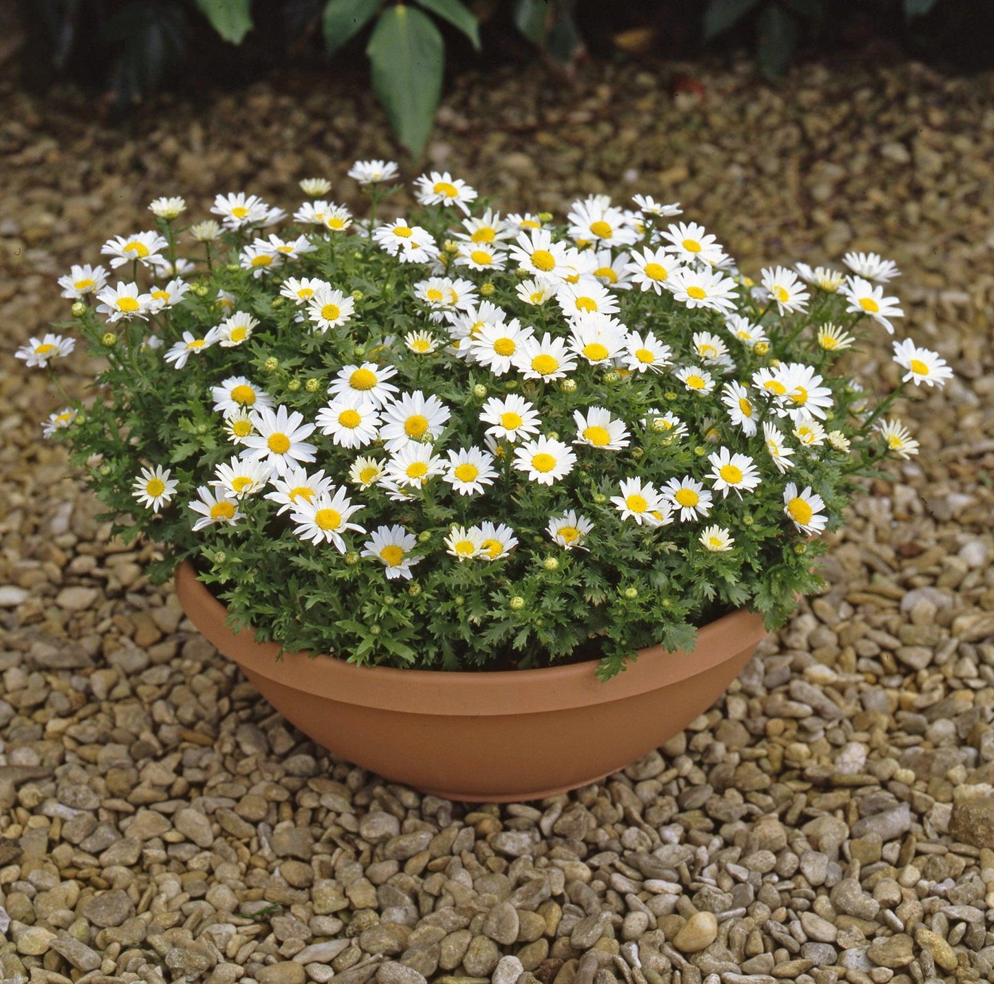 Mauranthemum Paludosum ‘Snowland’ (Snowland Annual Marguerite)