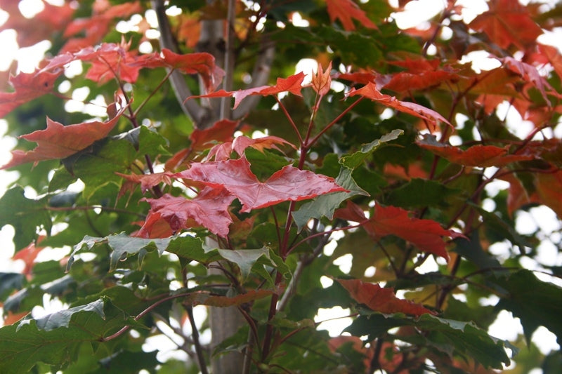 Acer platanoides ‘Fairview’ (Norway Maple)